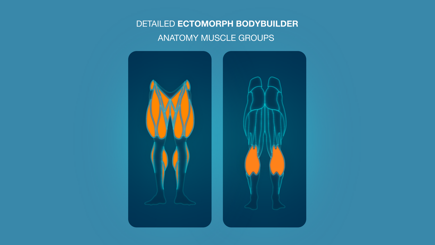 Gym Graphic V2 Ectomorph Lower Body Front & Back For Capcut ccreation.store