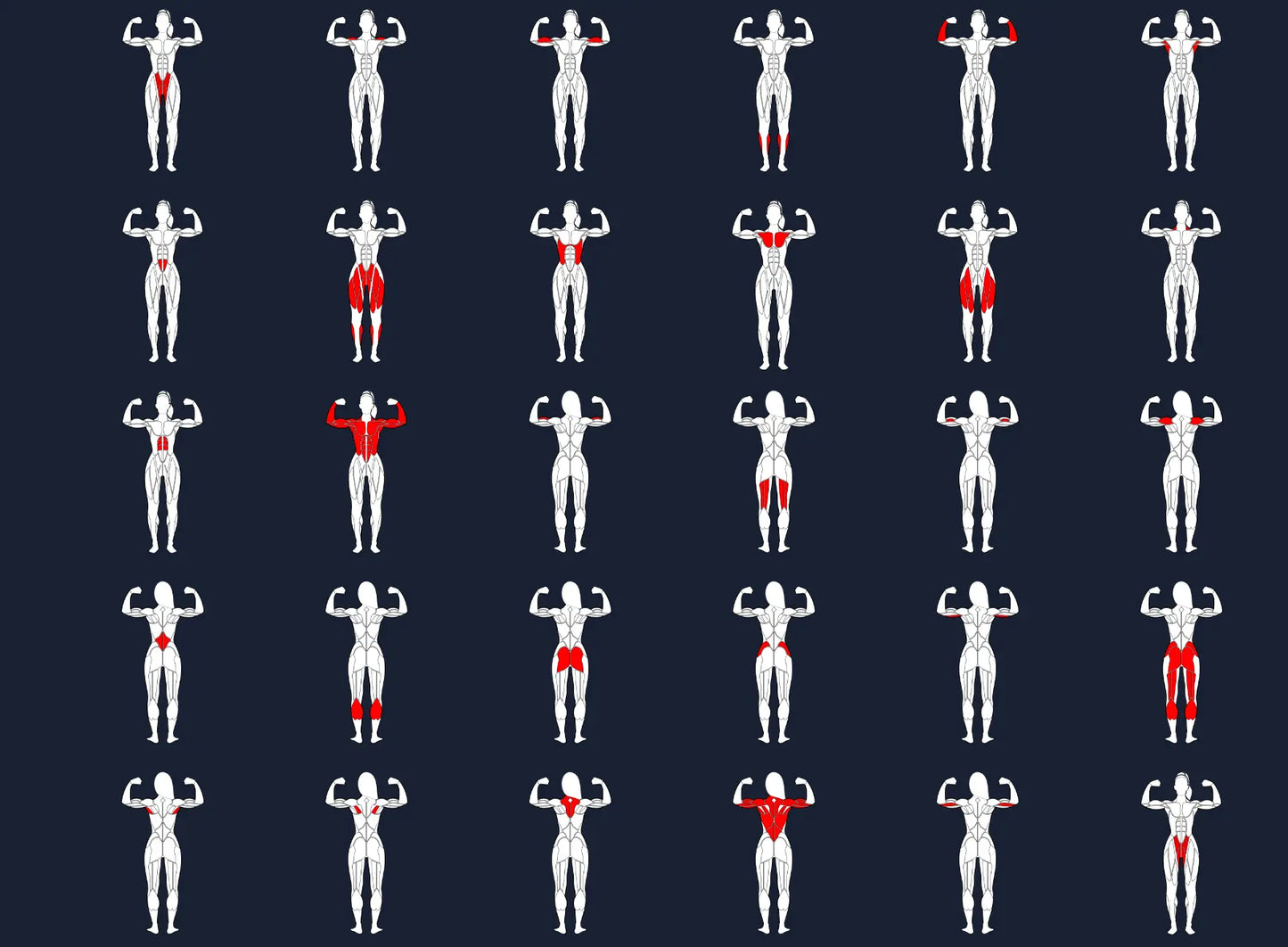 Bodybuilding Editable muscle graphics Pack ccreation.store