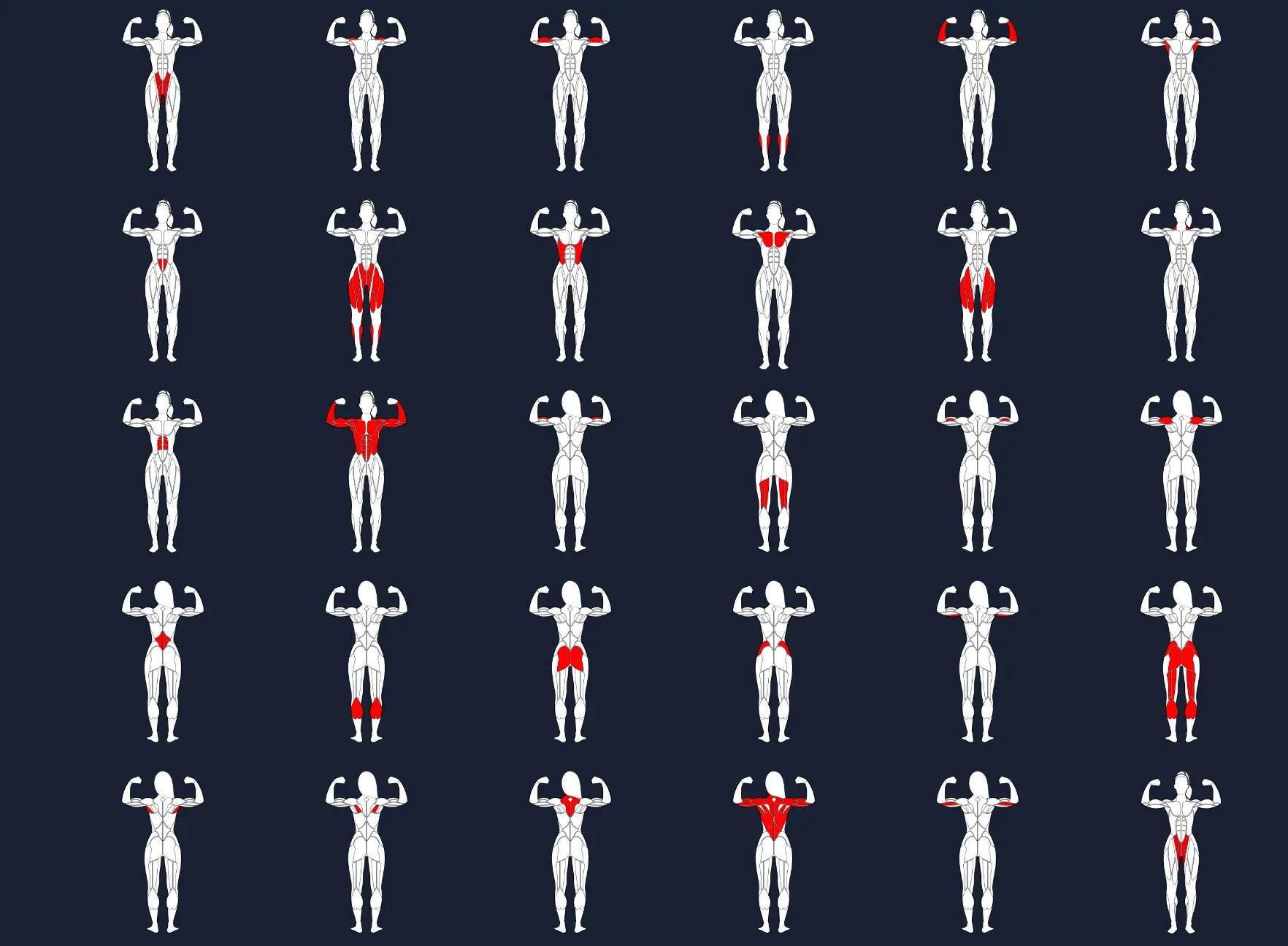 Bodybuilding Editable muscle graphics Pack ccreation.store