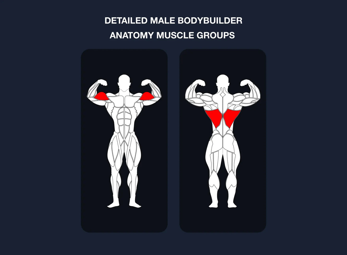 Bodybuilding Editable muscle graphics Pack ccreation.store