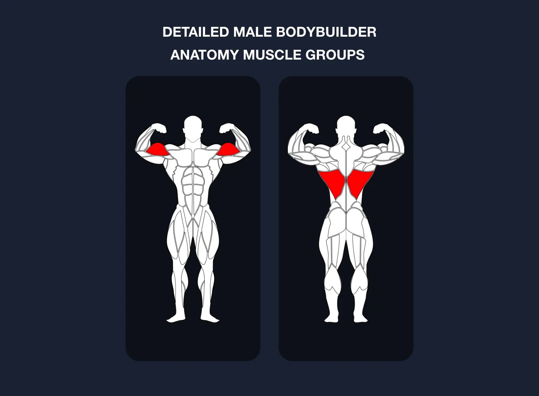 Bodybuilding Editable muscle graphics Pack ccreation.store