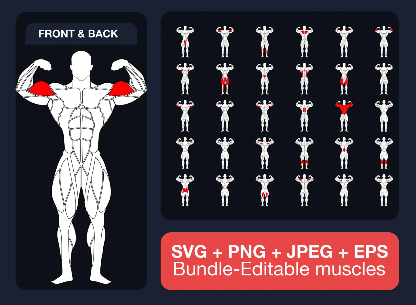 Bodybuilding Editable muscle graphics Pack ccreation.store